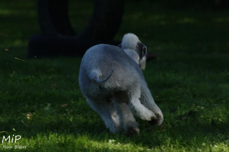 2010-10-03 Coursing-Training GE (29).jpg